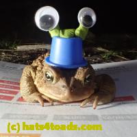 /home//u458753944/public_html/sourcegallery//Roxborough Toad Detour/2013-2019/2018/2018-04-13/P4130013.JPG